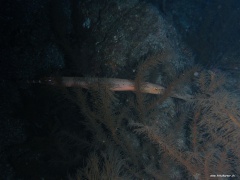 Aulostomus strigosus (Ostatlantischer Trompetenfisch) versteckt in Antipathella wollastoni